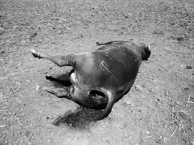 TheDraculaClan Cow ( httpsnypost.com20160905the-shocking-truth-behind-the-10000-animal-mutilations-in-americas-heartland ) pg-195-top-right