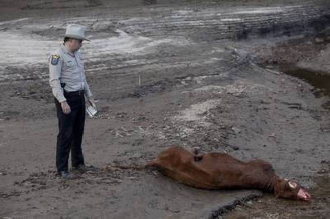 TheDraculaClan ( httpswww.huffingtonpost.com20130904cattle-mutilation-theories-unexplained-files_n_3866620.html ) o-COW-facebook