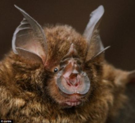 Horseshoe Bat